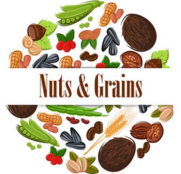 nutritious nuts and grains in round shape emblem vector