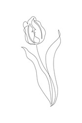 Tulip flower continuous line art drawing style Vector Image
