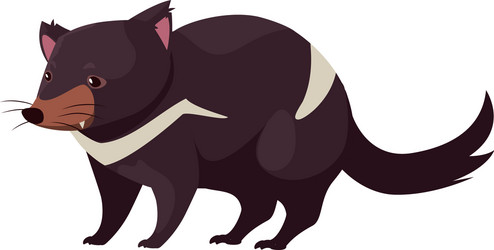 Australian tasmanian devil on white background Vector Image