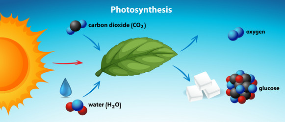 diagram showing photosynthesis with key elements vector image
