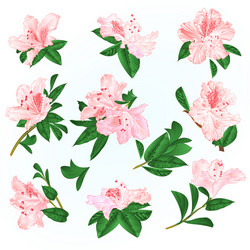 light pink flowers rhododendrons and leaves Vector Image