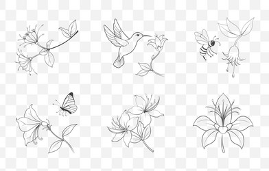 print honeysuckle flower line art set Vector Image