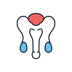 male reproductive system line icons vector