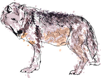 Colored hand drawing of a howling wolf Royalty Free Vector