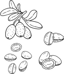 linear set of argan line drawing vector