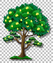 pear tree on transparent background vector image