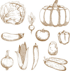 sketches of organic fresh farm vegetables vector