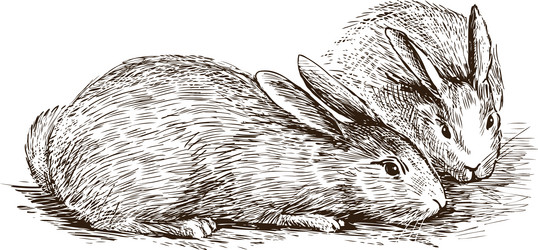 Two rabbits Royalty Free Vector Image - VectorStock