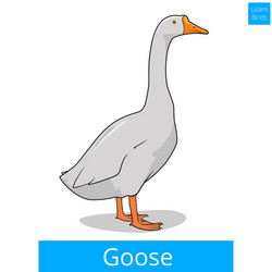 Goose learn birds educational game vector