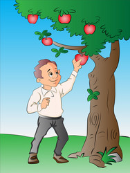 Man picking apples from a tree vector