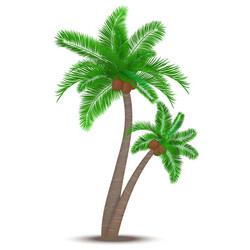 Tropical Palm Tree with Coconuts vector image