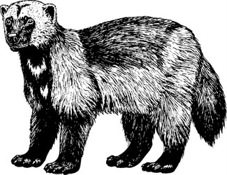 Wolverine Sketch - Retro Line Art Vector Image