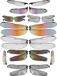 Dragonfly Wings Vector Images (over 6,200) Dragonfly Wings Vector Images (over 6,200)
