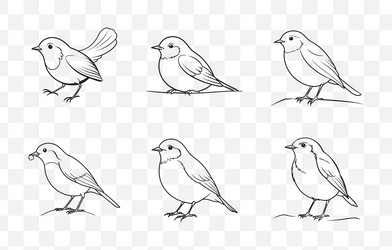print robin line art set vector image
