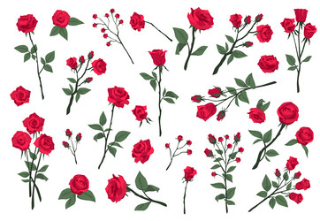 cartoon burgundy roses red blooming scarlet Vector Image