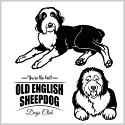 Old english sheepdog - set isolated vector