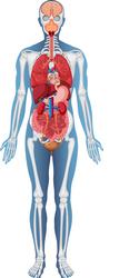 Cartoon of human body anatomy Royalty Free Vector Image