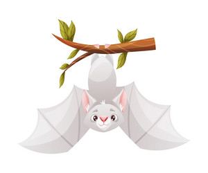 Funny grey bat with cute snout hanging upside down Funny grey bat with cute snout hanging upside down