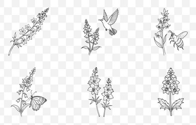print larkspur flower line art set Vector Image