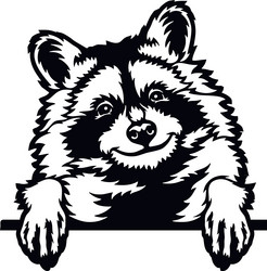 peeking raccoon - funny wild animal out Vector Image