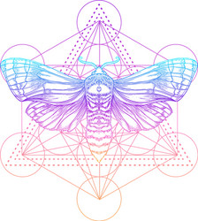 Moth Mandala Psychedelic Art Vector Image