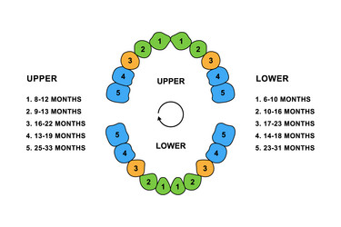 Primary tooth arrival chart child teeth dentition vector