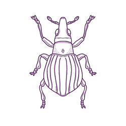 outline beetle bug insect vector image