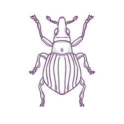 Outline beetle bug insect vector