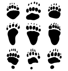 Bear Paw Print Vector Image