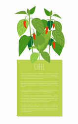 Chile pepper plant colorful vector