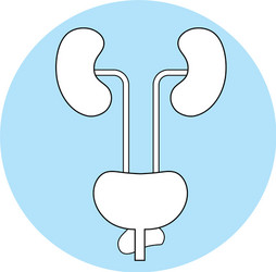 Human kidneys symbol vector