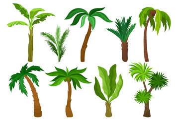 Flat set of different kinds palm trees vector