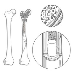 Structure humerus bone with name Royalty Free Vector Image