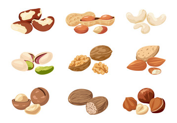 Cashew and Peanut Nuts with Shells vector image