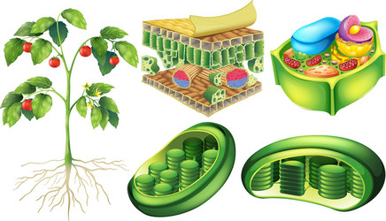Anatomy Plant Cell Royalty Free Vector Image Vectorstock