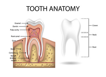 Dental anatomy and tooth structure diagram Vector Image