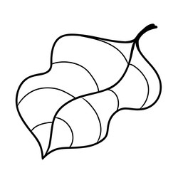 cocoa tree leaf black line on white background vector image