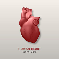 3d realistic glowing health heart model vector