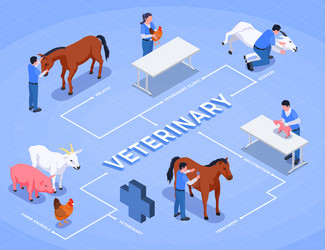 Farm animals veterinary isometric flowchart Vector Image