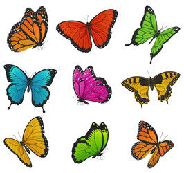 Colorful Butterfly Collection Vector Image