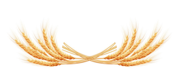 wheat ears with space for text eps 10 vector image