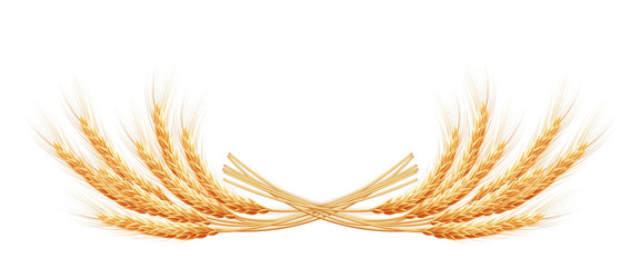 wheat ears with space for text eps 10 vector