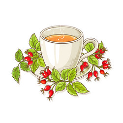 wild rose tea Vector Image