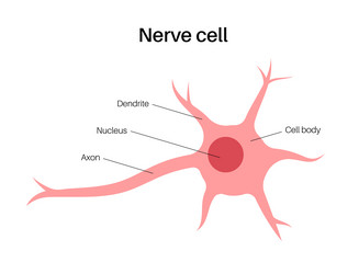 Neuron structure anatomy composition Royalty Free Vector