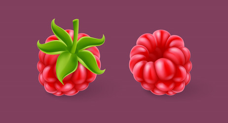 Raspberry berry set of ripe vector