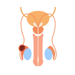 Male reproductive system vector