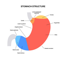 Stomach Anatomy Diagram Royalty Free Vector Image