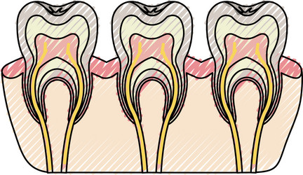 teeth with nerve and tooth root view in colored vector