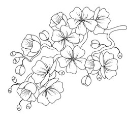 Black and White Cherry Blossom Branch Sketch vector image