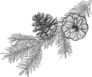 hand drawn fir tree branch with cone isolated vector